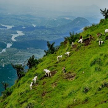 Nadukani,Landscape,View,Idukki,Kerala,India